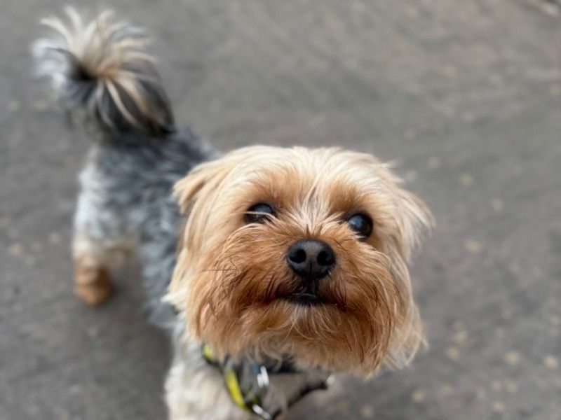 Yorkshire Terrier for adoption in Telford, Shropshire – 4 years old - Image 3 of 3