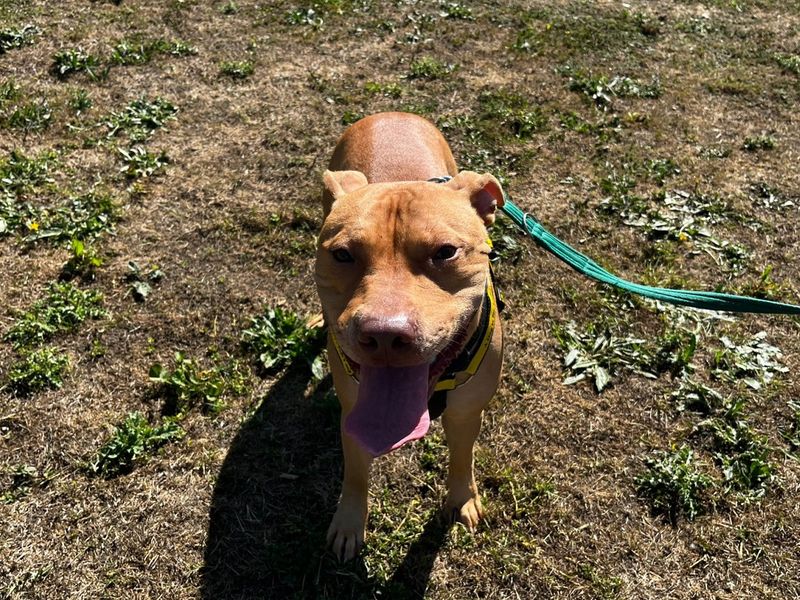 Staffordshire Bull Terrier for adoption in Chestfield, Kent – 1 year old