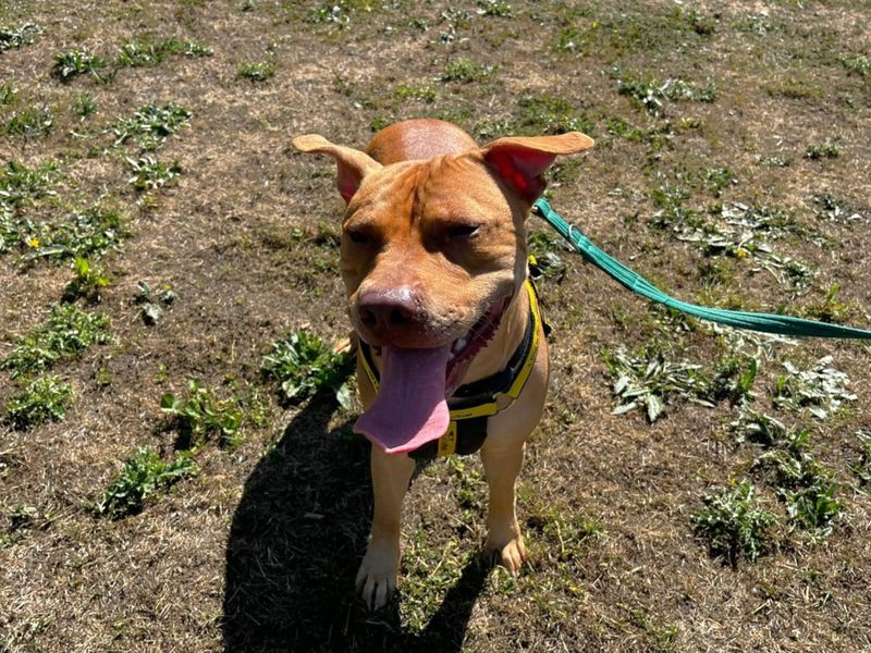 Staffordshire Bull Terrier for adoption in Chestfield, Kent – 1 year old - Image 3 of 4