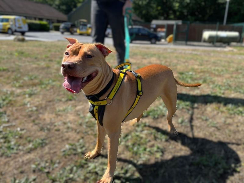 Staffordshire Bull Terrier for adoption in Chestfield, Kent – 1 year old - Image 2 of 4