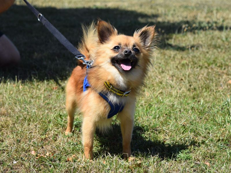 Pomeranian for adoption in Uxbridge, London – 3 years old