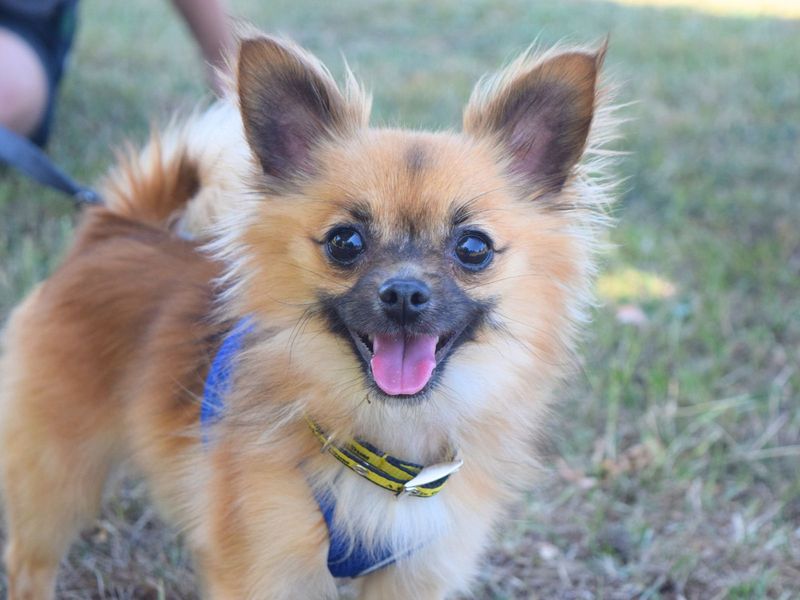 Pomeranian for adoption in Uxbridge, London – 3 years old - Image 2 of 2