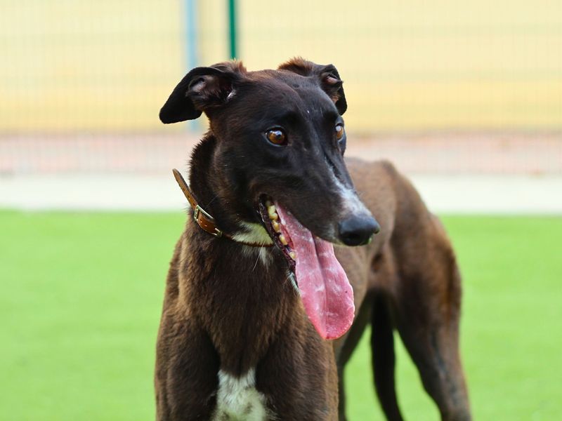 Greyhound for adoption in Manchester, Greater Manchester – 3 years old - Image 2 of 4