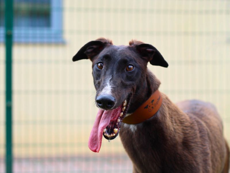 Greyhound for adoption in Manchester, Greater Manchester – 3 years old - Image 3 of 4