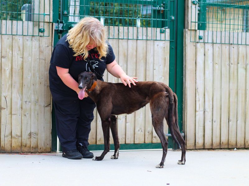 Greyhound for adoption in Manchester, Greater Manchester – 3 years old - Image 4 of 4