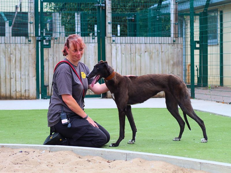 Greyhound for adoption in Manchester, Greater Manchester – 3 years old