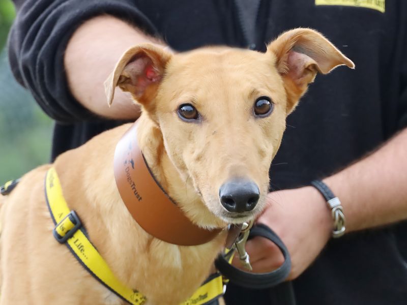 Greyhound for adoption in Leeds, Yorkshire – 4 years old - Image 2 of 3