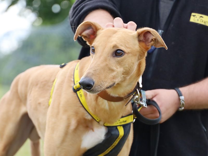 Greyhound for adoption in Leeds, Yorkshire – 4 years old