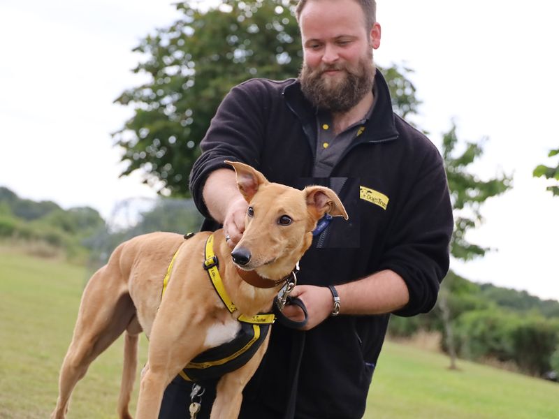 Greyhound for adoption in Leeds, Yorkshire – 4 years old - Image 3 of 3
