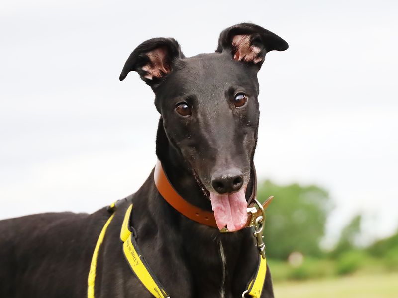 Greyhound for adoption in Leeds, Yorkshire – 4 years old