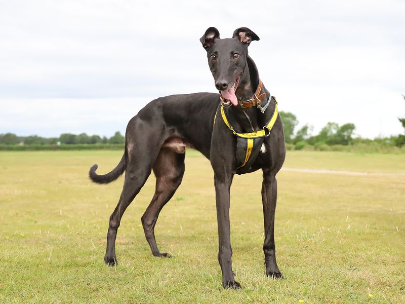Greyhound for adoption in Leeds, Yorkshire – 4 years old - Image 3 of 3