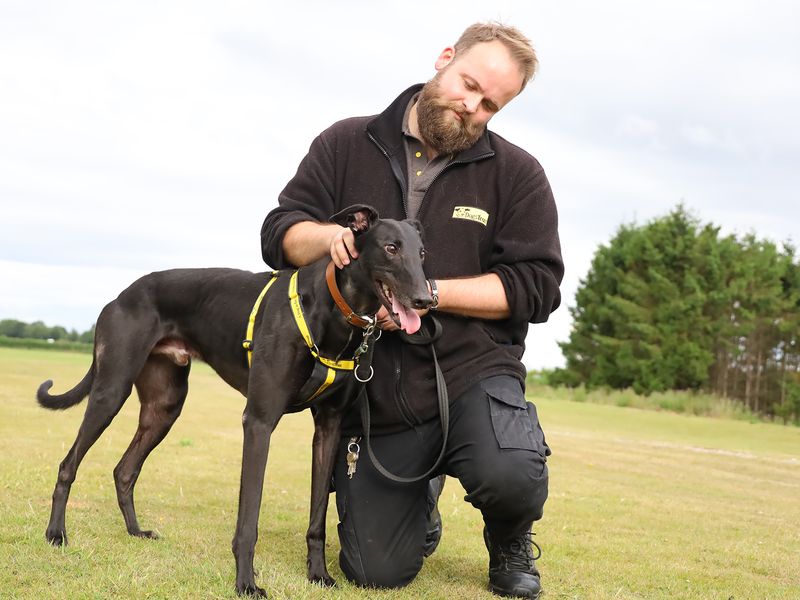 Greyhound for adoption in Leeds, Yorkshire – 4 years old - Image 2 of 3