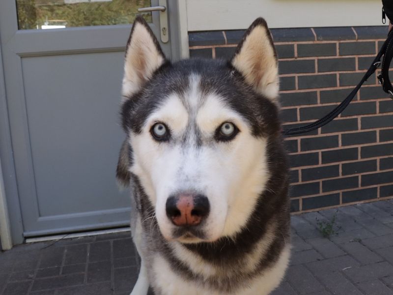 Siberian Husky for adoption in Evesham, Worcestershire – 8 years old
