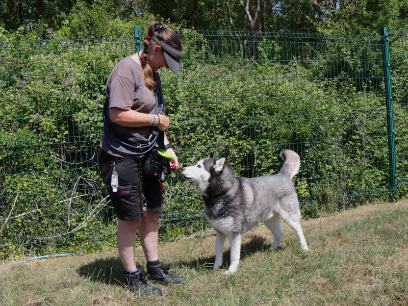 Siberian Husky for adoption in Evesham, Worcestershire – 8 years old - Image 2 of 4