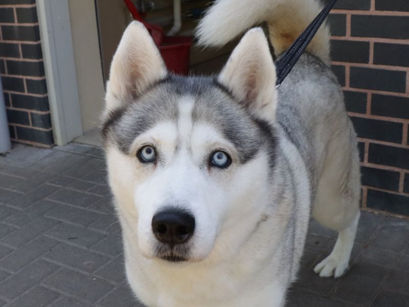 Siberian Husky for adoption in Evesham, Worcestershire – 8 years old - Image 4 of 4
