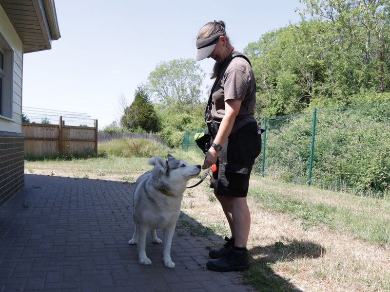 Siberian Husky for adoption in Evesham, Worcestershire – 8 years old - Image 3 of 4