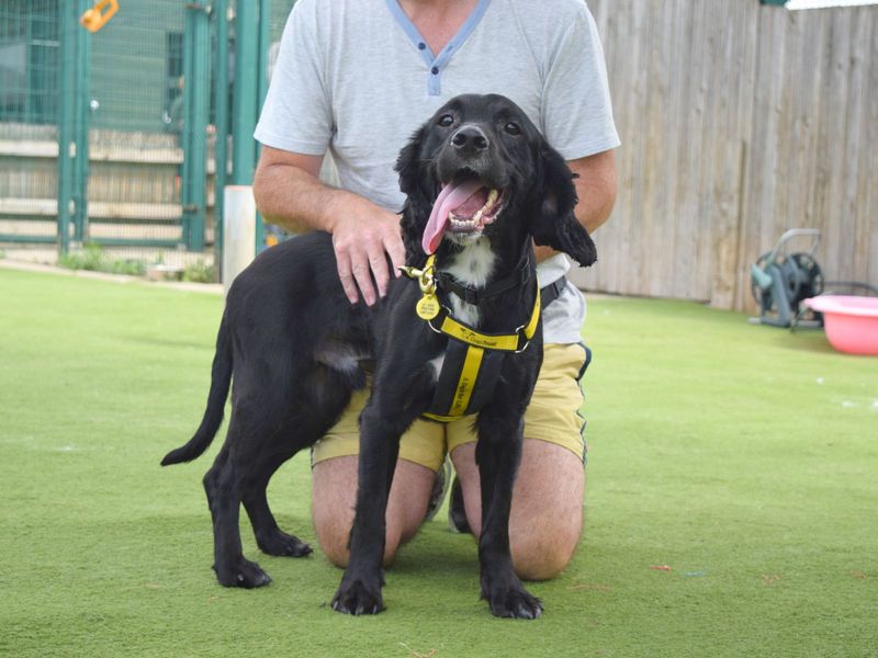 Cocker Spaniel for adoption in Uxbridge, London – 2 years old - Image 2 of 3
