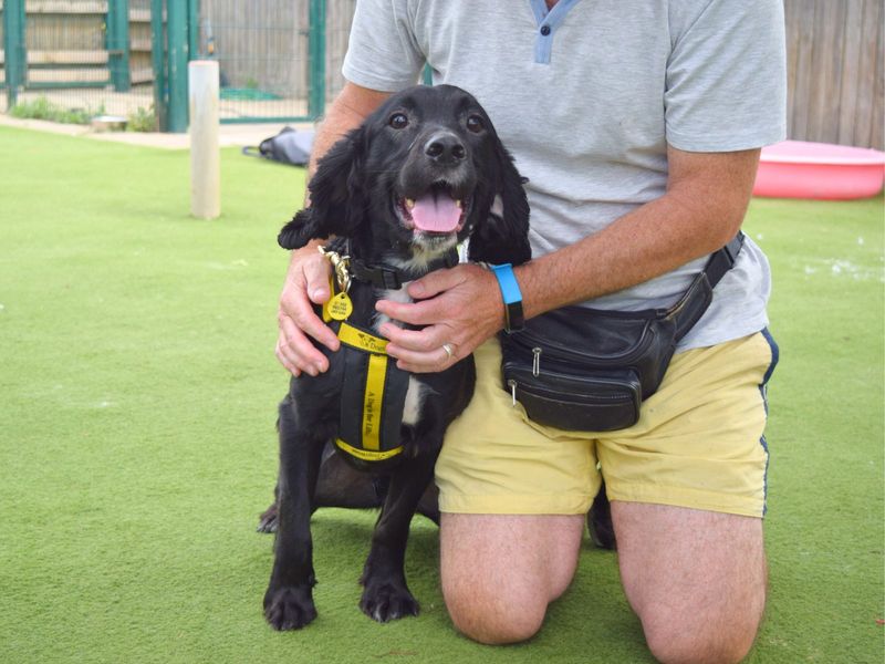 Cocker Spaniel for adoption in Uxbridge, London – 2 years old