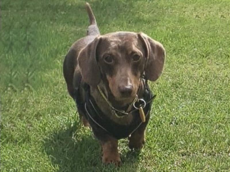 Dachshund for adoption in Wickford, Essex – 3 years old