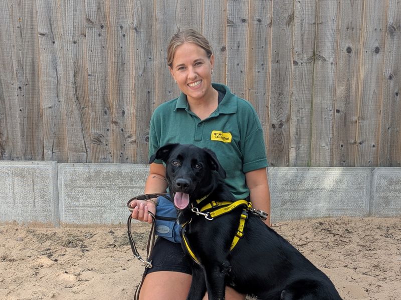 Shadow | Retriever (Labrador) Cross | Loughborough - 1