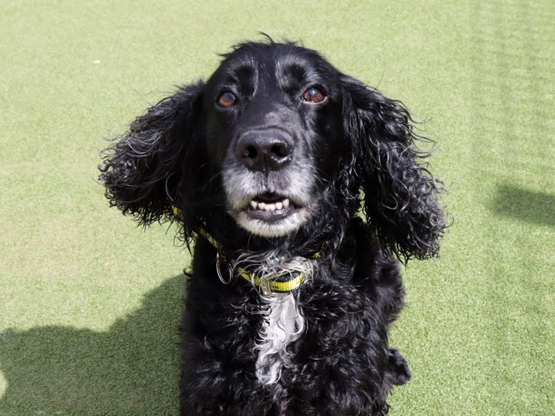 Cocker Spaniel for adoption in Evesham, Worcestershire – 9 years old - Image 2 of 3