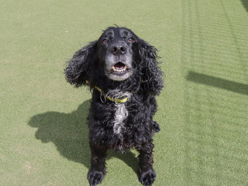 Cocker Spaniel for adoption in Evesham, Worcestershire – 9 years old
