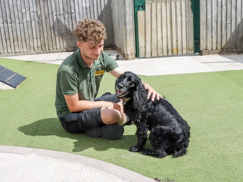 Cocker Spaniel for adoption in Evesham, Worcestershire – 9 years old - Image 3 of 3