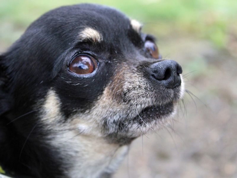 Chihuahua for adoption in Liverpool, Merseyside – 2 years old - Image 2 of 4