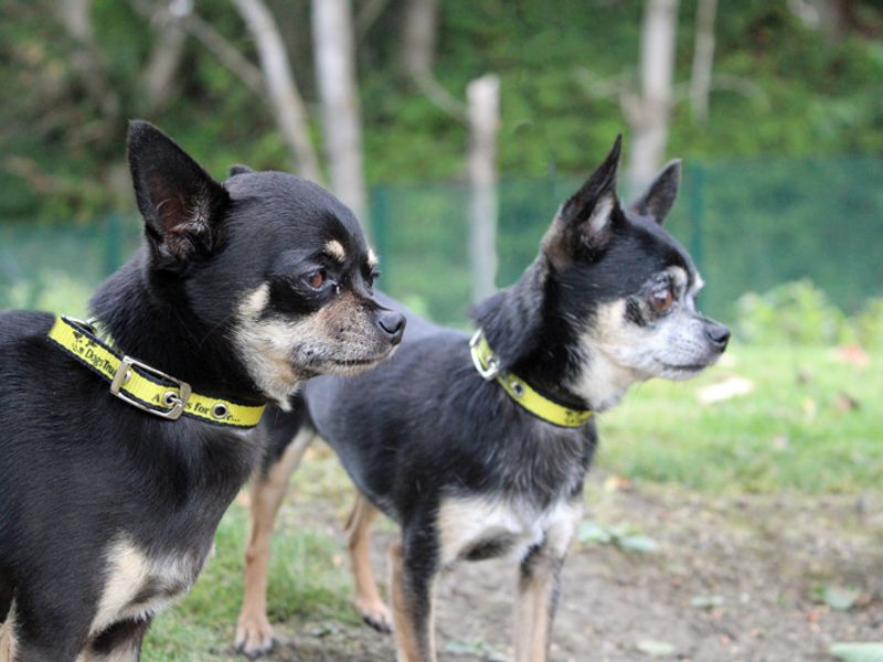 Chihuahua for adoption in Liverpool, Merseyside – 2 years old