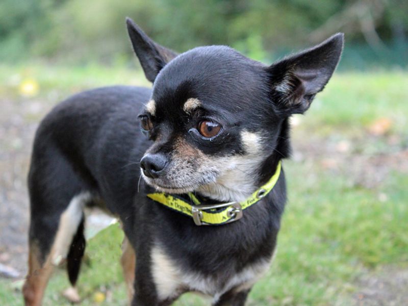 Chihuahua for adoption in Liverpool, Merseyside – 2 years old - Image 3 of 4