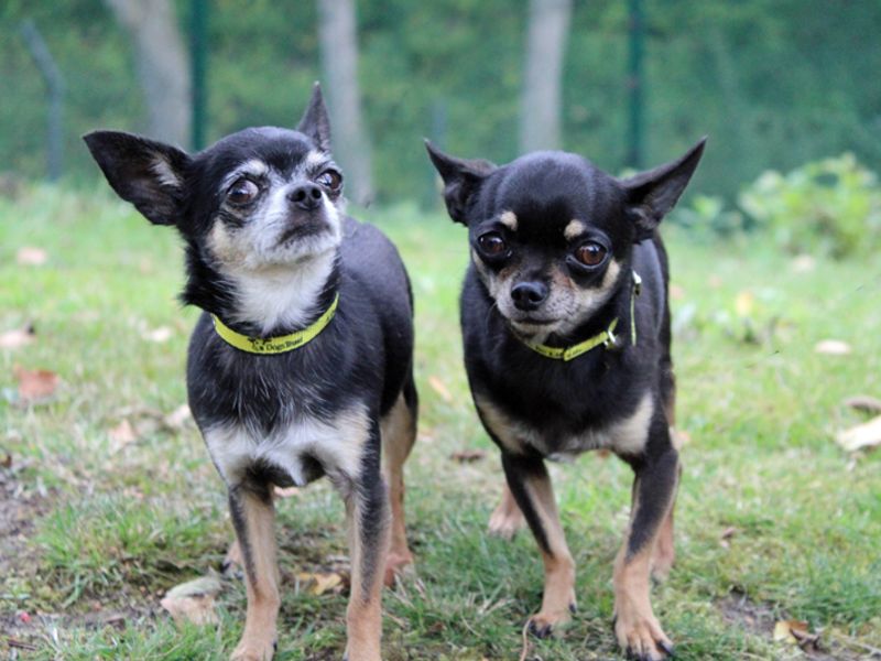 Chihuahua for adoption in Liverpool, Merseyside – 2 years old - Image 4 of 4