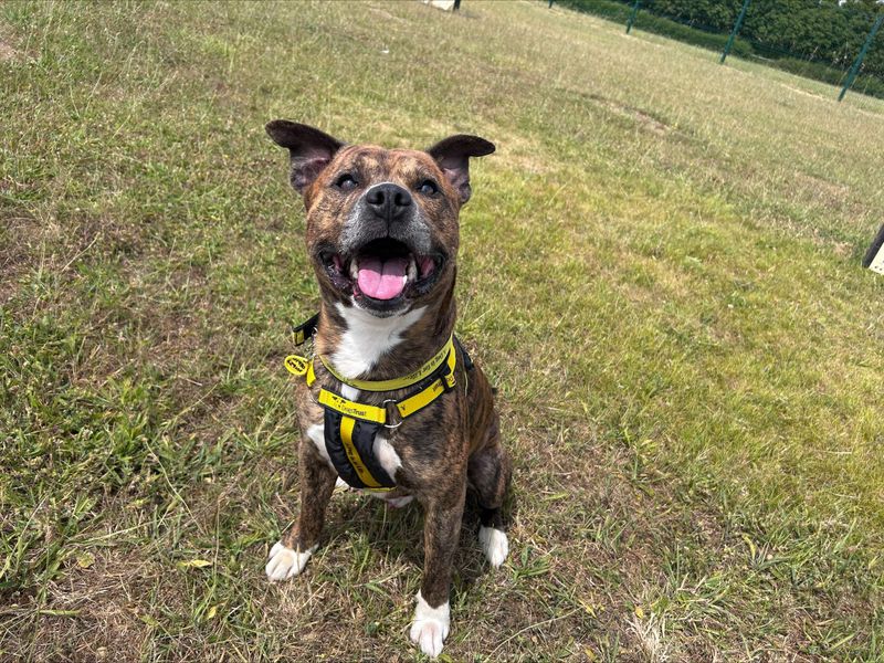 Staffordshire Bull Terrier for adoption in Newton Tony, Wiltshire – 5 years old - Image 2 of 2