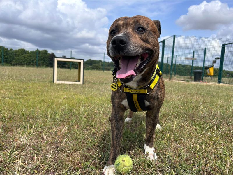 Staffordshire Bull Terrier for adoption in Newton Tony, Wiltshire – 5 years old