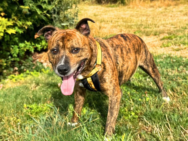 Fletcher | Terrier (Staffordshire Bull) | Salisbury (Wiltshire) - 1