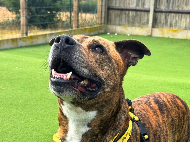 Fletcher | Terrier (Staffordshire Bull) | Salisbury (Wiltshire) - 6