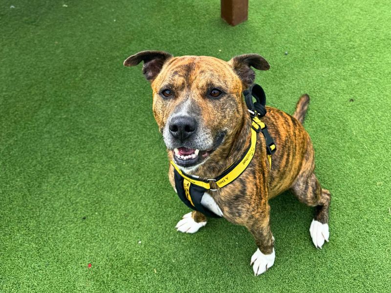 Fletcher | Terrier (Staffordshire Bull) | Salisbury (Wiltshire) - 7