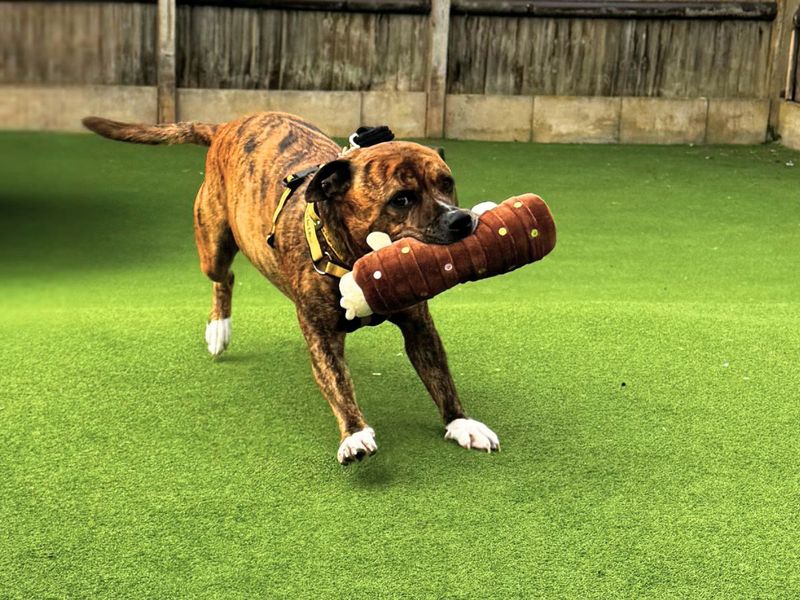 Fletcher | Terrier (Staffordshire Bull) | Salisbury (Wiltshire) - 3