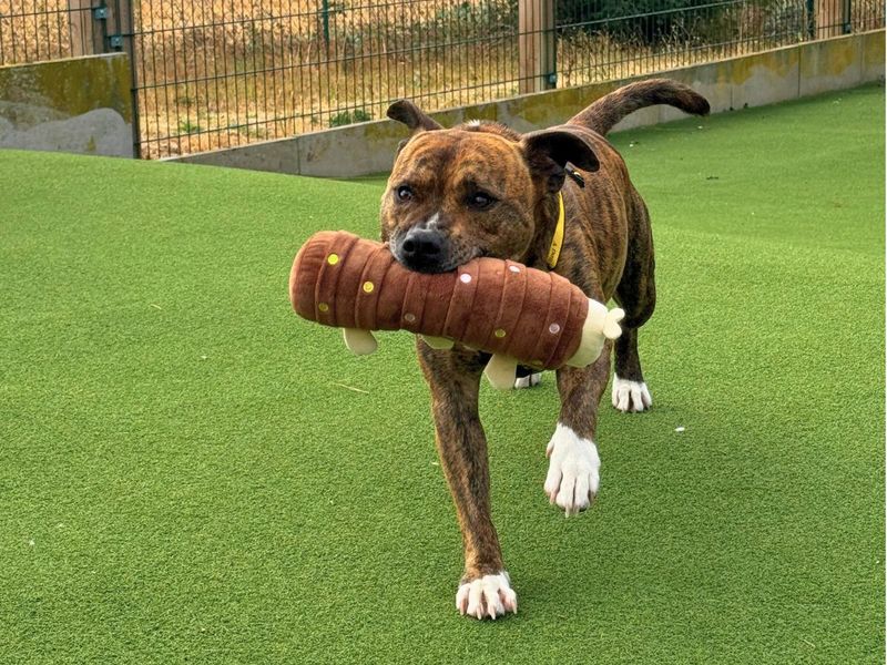 Fletcher | Terrier (Staffordshire Bull) | Salisbury (Wiltshire) - 5