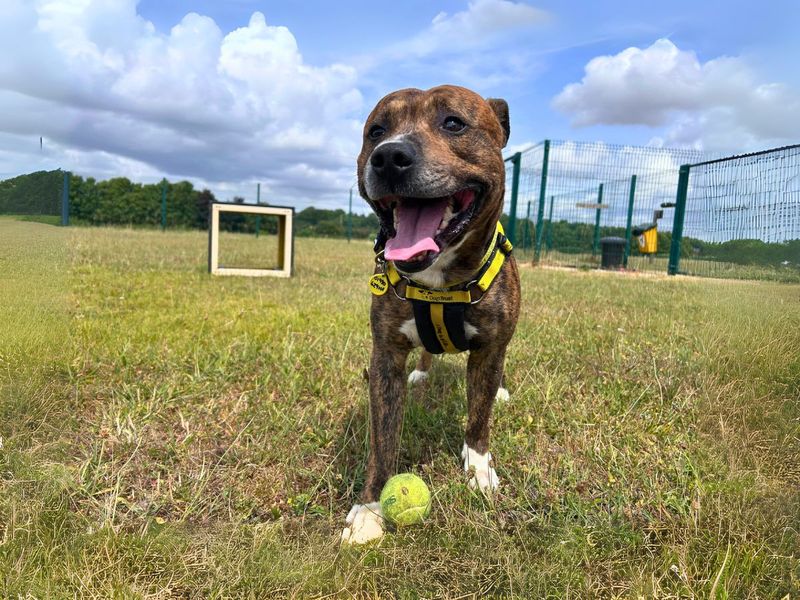 Fletcher | Terrier (Staffordshire Bull) | Salisbury (Wiltshire) - 4