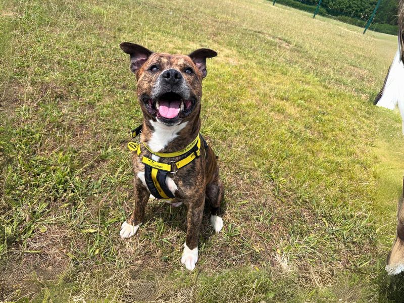 Fletcher | Terrier (Staffordshire Bull) | Salisbury (Wiltshire) - 2