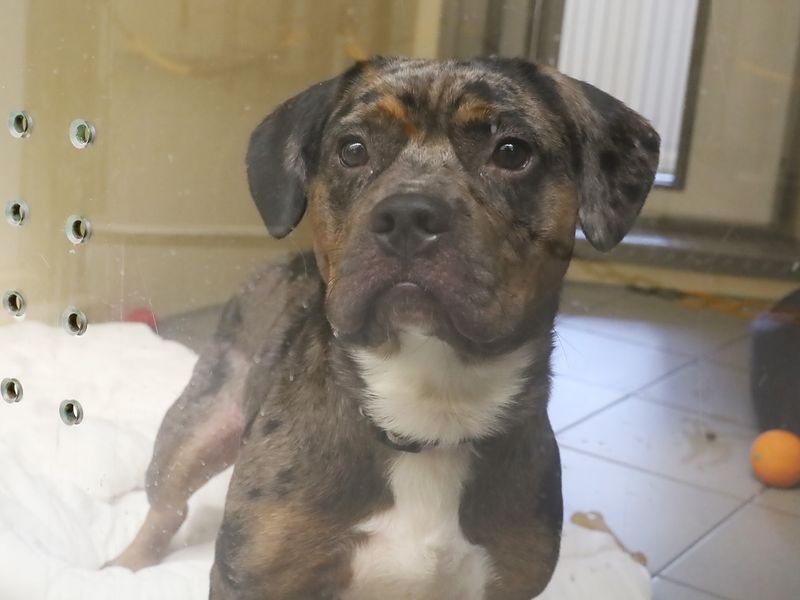 Arlo | Spaniel (Cocker) Cross | Leeds - 1