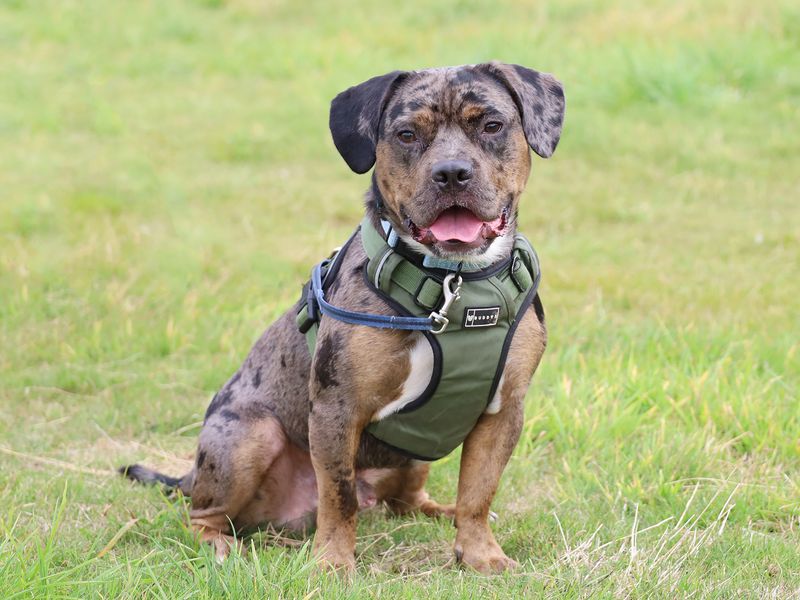Arlo | Bulldog Cross | Leeds - 1