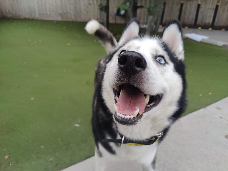Siberian Husky for adoption in Manchester, Greater Manchester – 2 years old - Image 2 of 3