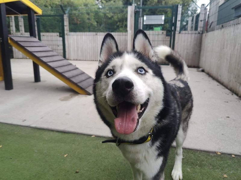 Siberian Husky for adoption in Manchester, Greater Manchester – 2 years old
