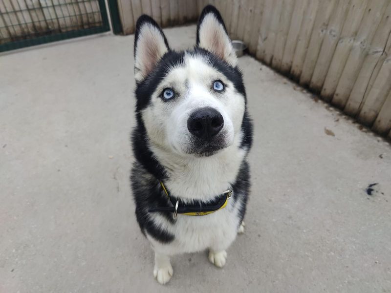 Siberian Husky for adoption in Manchester, Greater Manchester – 2 years old - Image 3 of 3