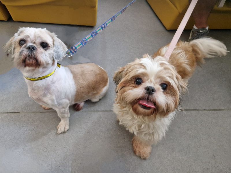 Shih Tzu for adoption in Leeds, Yorkshire – 7 years old - Image 2 of 5