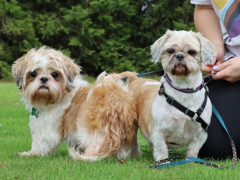 Koola and Dora | Shih Tzu | Leeds - 1