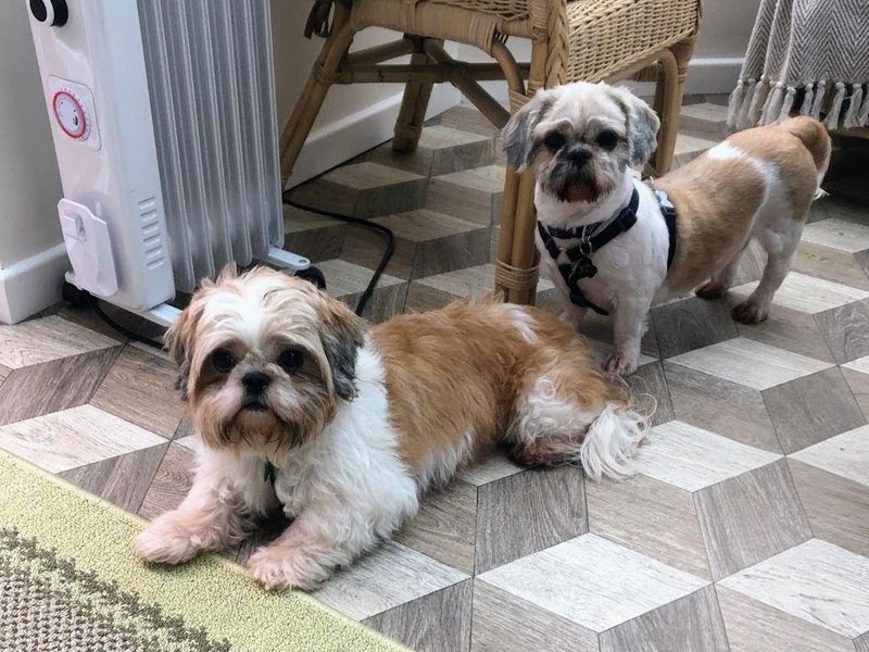 Shih Tzu Dogs And Puppies For Adoption