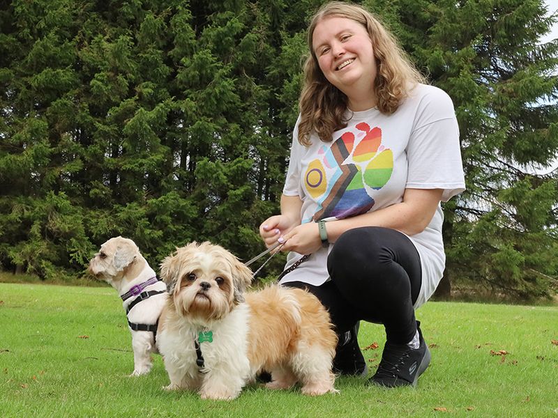 Shih Tzu for adoption in Leeds, Yorkshire – 7 years old - Image 5 of 5
