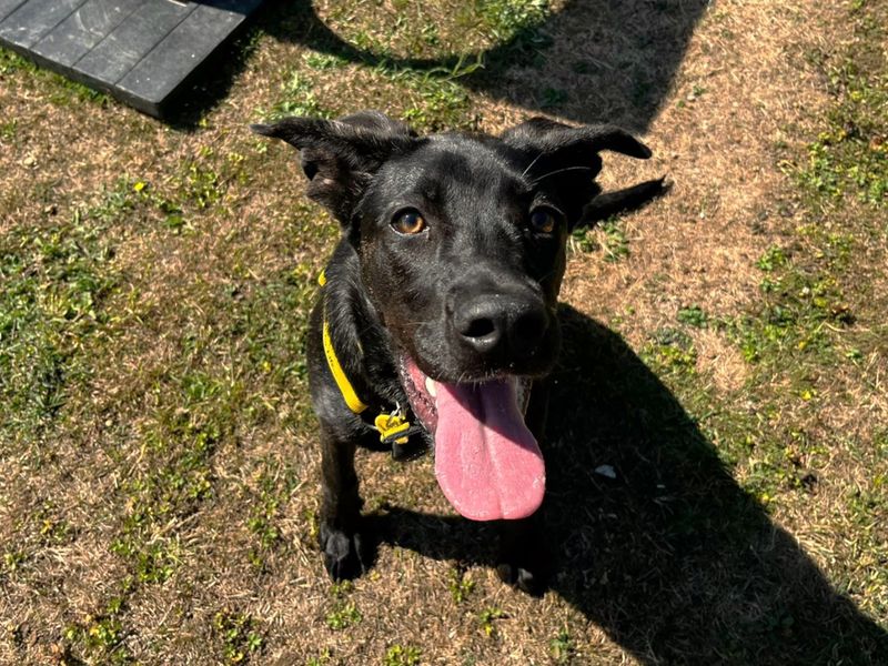German Shepherd for adoption in Chestfield, Kent – 6 months old - Image 2 of 2